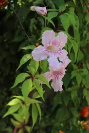 Image result for Podranea brycei