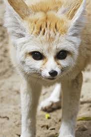 Add beautiful live wallpapers on your lock screen for iphone xs, x and 9. Fox Look At You 640x960 Iphone 4 4s Wallpaper Background Picture Image