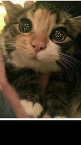 I Wish Someone Would Look At Me The Way This Kitten Looks At His First Christmas Tree Https Ift Tt 2omqwmd Cute Animals Kittens Cutest Cats And Kittens