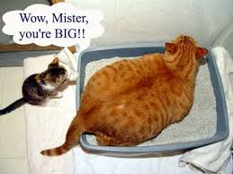 It's not about the size of the space. Feline Obesity An Epidemic Of Fat Cats