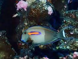 Orange Band Surgeonfish Acanthurus Olivaceus By Albert Kang Jungledragon