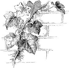 Black And White Vines Clipart Ivy Clipart Etc Vine Drawing Leaf Drawing Flower Vine Tattoos