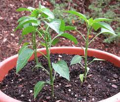 If you plan to obtain your jalapeno seeds from the jalapeno pepper itself, then do your best to slice it up lengthwise and carefully remove the seeds without getting your hands too exposed to it for a long time. How To Grow Jalapeno Peppers From Seeds