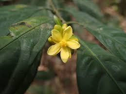 Image result for Campylospermum