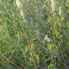 Image result for Cyathula natalensis