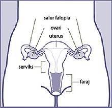 Perubahan bulanan yang berkala yang berlaku pada dinding uterus, ovari dan faraj. Kitaran Haid Wikipedia Bahasa Melayu Ensiklopedia Bebas