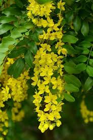 Image result for Cassia burttii