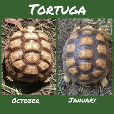 tortugas growth from october 2017 to january 2018