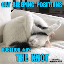The Guide To Cat Sleeping Positions Cat Sleeping Positions Cat Sleeping Cats