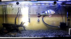 Sering snakehead fish emperor karena kepalanya menyerupai kepala ular. Predator Air Tawar Peacock Bass Mono Youtube