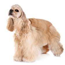 Американский Кокер Спаниель