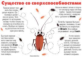 Нашествие тараканов в дома россиян может состояться в феврале. Kogda Zhdat Nashestviya Tarakanov Ekspress Gazeta