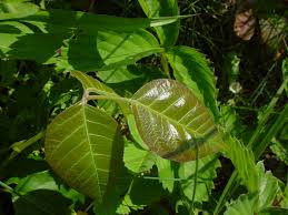 Poison oak spring is situated northwest of fig orchard. How To Identify Poison Ivy Hello Homestead