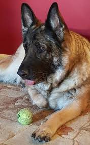 Vomiting and diarrhea are common signs of gastrointestinal lymphoma. Don T Ignore That Lump It Could Be Breast Cancer Seattle Wa Veterinarians Veterinary Hospital Hawthorne Hills Veterinary Hospital Seattle