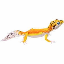Find & download free graphic resources for leopard gecko. Leopard Gecko 3d Papier Modell Eltern Kind Diy Cartoon Tier Kindergarten Handgemachte Origami Kinder Puzzle Craft Toys Aliexpress