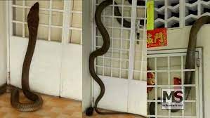 Ia merupakan ahli tunggal genus ophiophagus. Rakaman Ular Tedung Selar Panjat Pintu Masuk Rumah Di Batu Pahat