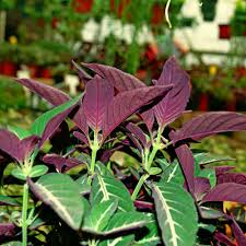 Image result for Ruellia makoyana