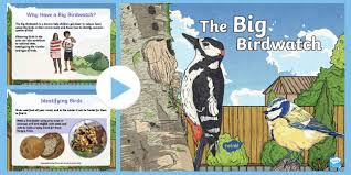 Artistic and typography poster templates. The Big Birdwatch Powerpoint Teacher Made