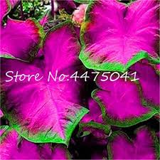 It thrives in full sun or full shade and grows 24 inches tall and wide. Amazon Com Caladium Plants Patio Lawn Garden Garden Plant Pots Caladium Bonsai Plants
