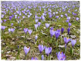 Unser Garten Im Marz April