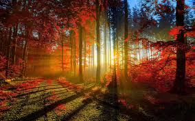 Maybe you would like to learn more about one of these? Forest Sunset Night Photography Hd Picture Free Download