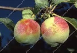 Résultat de recherche d'images pour "early transparent gage"