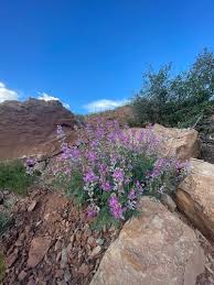 Image result for Hedysarum