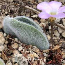 Image result for Macledium humilis