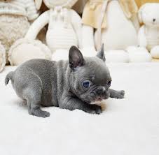 Jun 27 2020 at earliest meet pouges, a relaxed french bulldog puppy who's ready to take on the world. Faboo Blue Mini French Bulldog