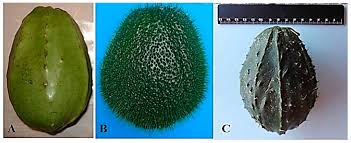 Image result for Sechium