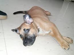German shepherd pitbull mix, also known as german pit, shepherd pit or german sheppit, is a large mix breed dog. Pitbull German Shepherd Mix Intelligent Strong Family Dog German Shepherd Mix German Shepherd Shepherd Mix Puppies
