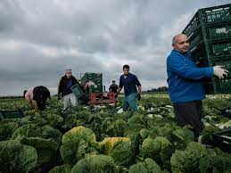1 (studii generale) muncitorii necalificati in agricultura, silvicultura si pescuit executa sarcini simple si de rutina in productia de culturi si intretinerea efectivelor de animale, se ocupa cu cultivarea si intretinerea. Muncitori Sezonieri Romani Pe Campurile Din Germania Aici E Mai Important SÄƒ VorbeÈ™ti RomaneÈ™te Decat Germana Ii Libertatea