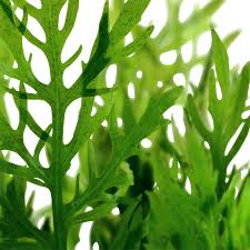 Image result for Hygrophila spiciformis