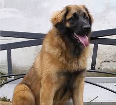 Selectively bred for the red and fawn coats, the breed does have a leonine quality about it. Leonberger Puppies Breeders Leonbergers Leonberger Puppy Leonberger Leonberger Dog