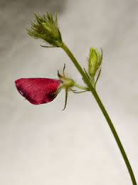 Image result for Tephrosia polystachya