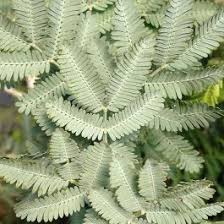 Image result for Acacia pentagona