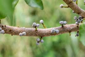 This page will be updated in mid december. How To Grow And Care For Bayberry Shrubs