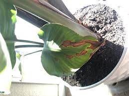 What Is Happening To My Birds Of Paradise Brown Spots On Edges Amp Some Browning In Mi Birds Of Paradise Plant Starting A Vegetable Garden Birds Of Paradise