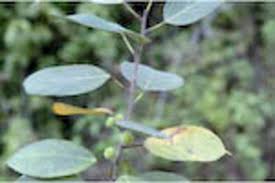 Image result for Ficus exasperata
