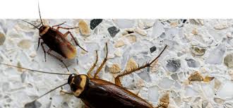 You can tent it, or call a local guy, or try to do it yourself. Powerful Pest Control Termite Exterminators Terminix
