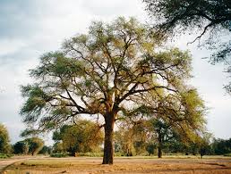 Image result for Faidherbia albida