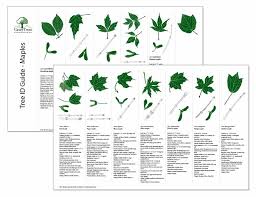 Tree Identification By Leaf Chart Photo Gallery