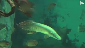 Arapaima Fish Move Into New Home At Milwaukee County Zoo Not Yet Open