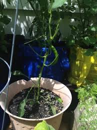 For the people who lived on rapa nui, it was probably easier to go get a rat than it. What Is Eating My Sweet Pepper Plant Gardening Landscaping Stack Exchange