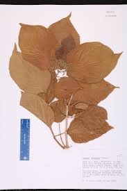 Image result for Premna velutina