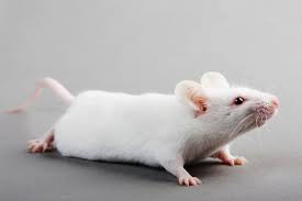 (their eyes aren't really pink or red; Why Are The White Rats Extremely Important Pouted Com Rats Pet Mice Very Cute Dogs