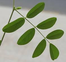 Image result for Clitoria