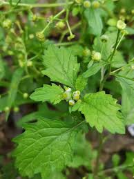 Image result for Dichrocephala