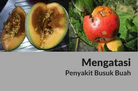 Keracunan makanan, karena penderita anosmia tidak bisa mencium bau makanan yang sudah busuk. 4 Cara Mengatasi Penyakit Busuk Buah Pada Tanaman Secara Efektif Tingkir Aquatic