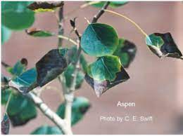 Maybe you would like to learn more about one of these? Leaf Scorch 2 911 Extension